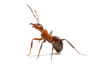 carpenter ant