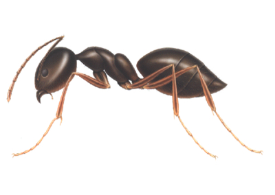 Odorous House Ant