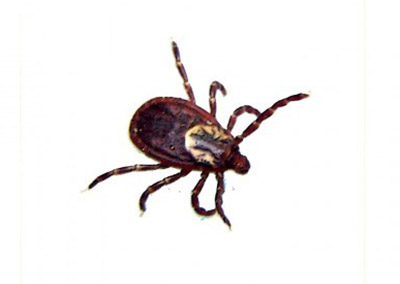 American Dog Tick