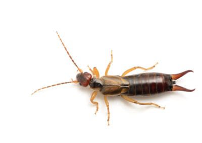 Earwig