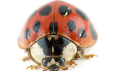 Asian beetle