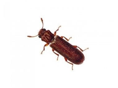 Powderpost Beetle