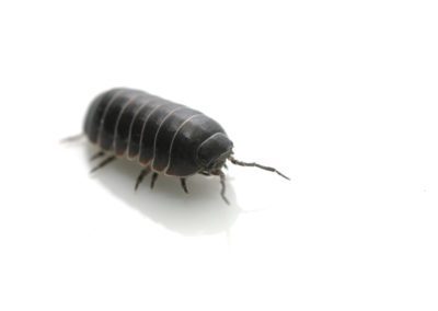 Pillbug