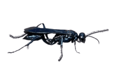 Cricket Hunter Wasp