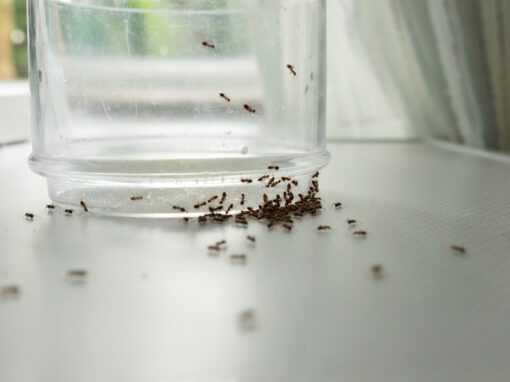 ants in my house