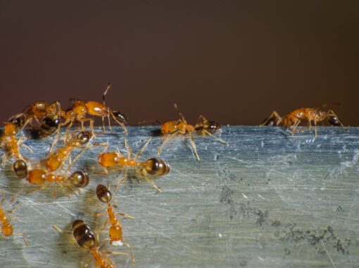 Group of pharaoh ants