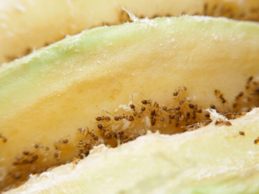 Odorous house ants on a piece of fruit