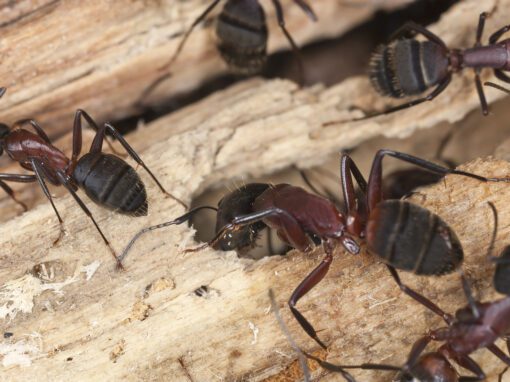 Carpenter ants on piece of wood