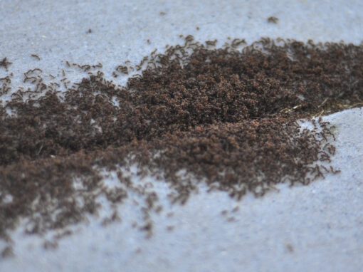 A big pile of pavement ants climbing in and out of crack in pavement